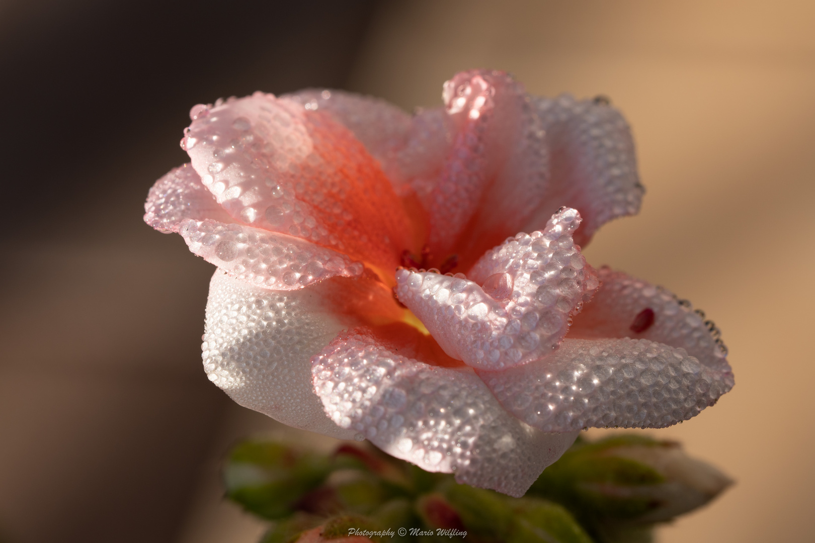 Pelargonie im Morgentau