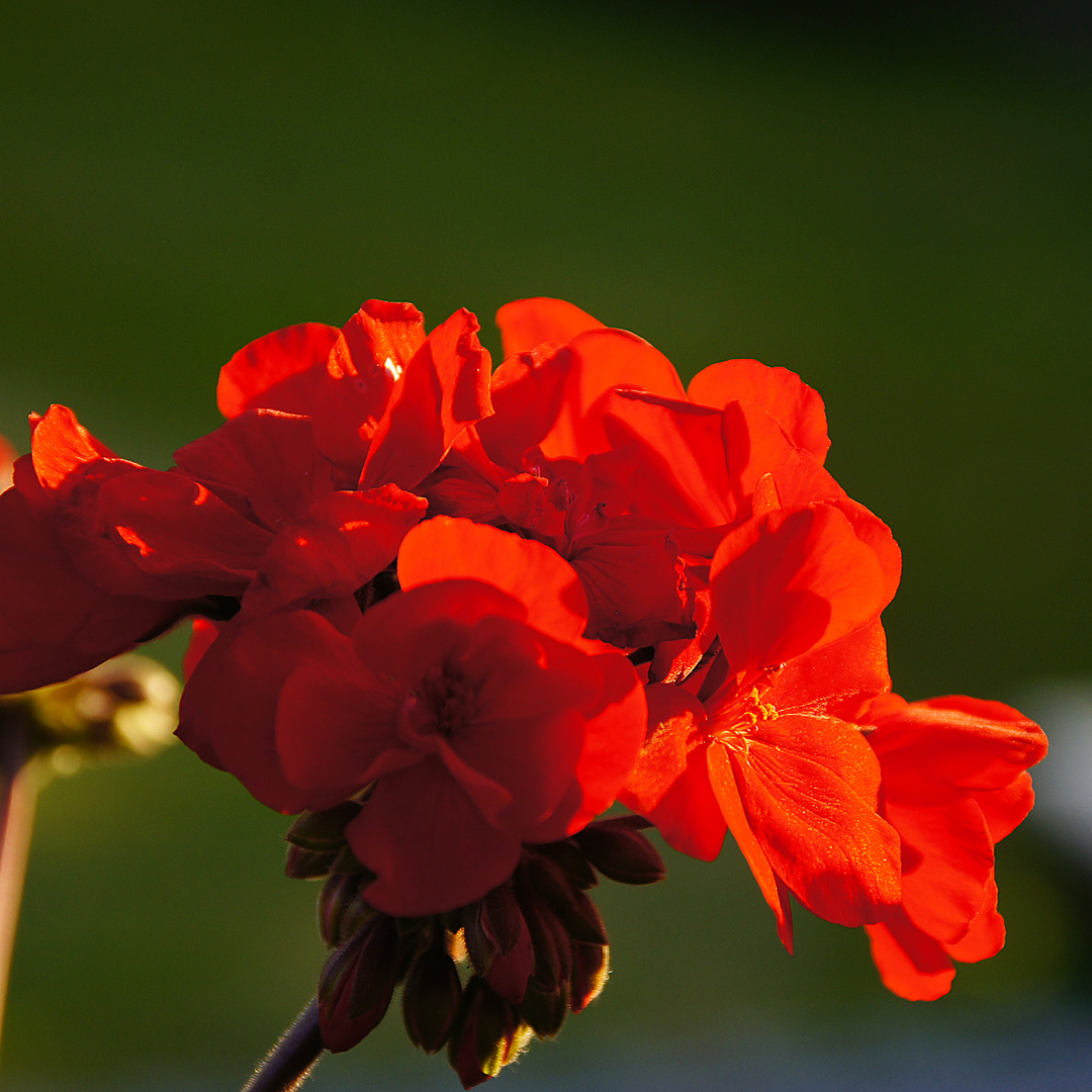 Pelargonie in rot