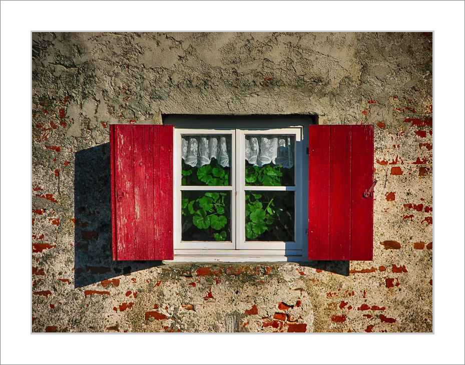 Pelargonie inside