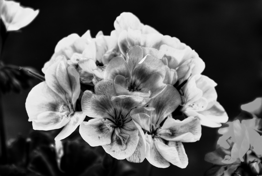 Pelargonien