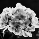 Pelargonien