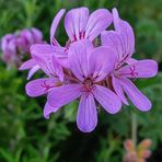 Pelargonien