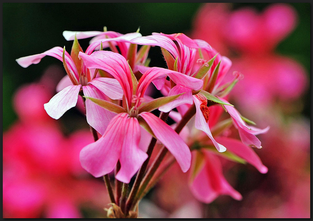 Pelargonien