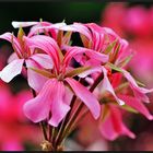 Pelargonien