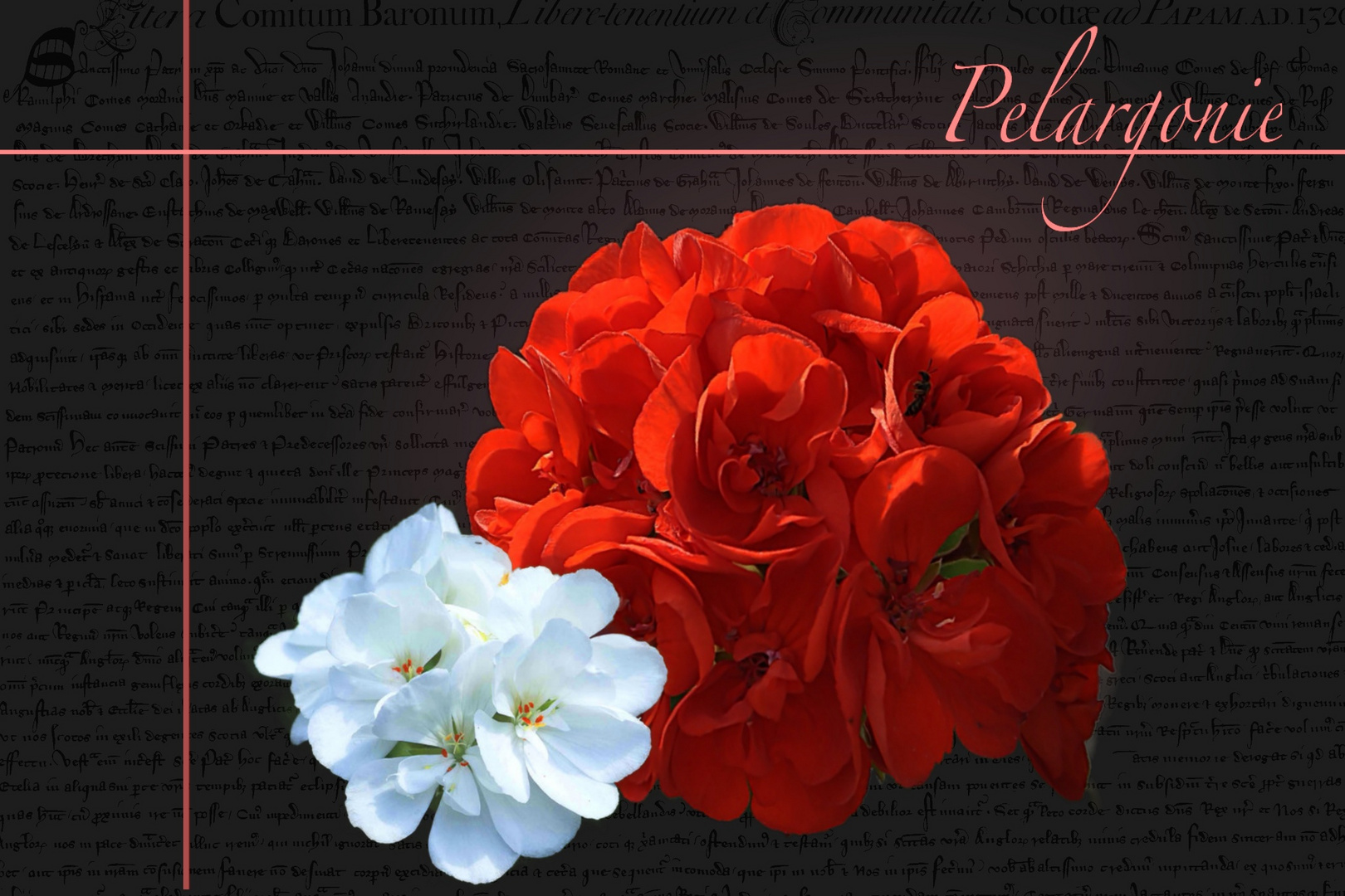 Pelargonien