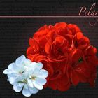 Pelargonien