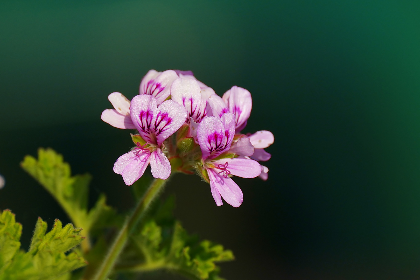 Pelargonien