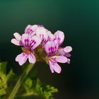 Pelargonien