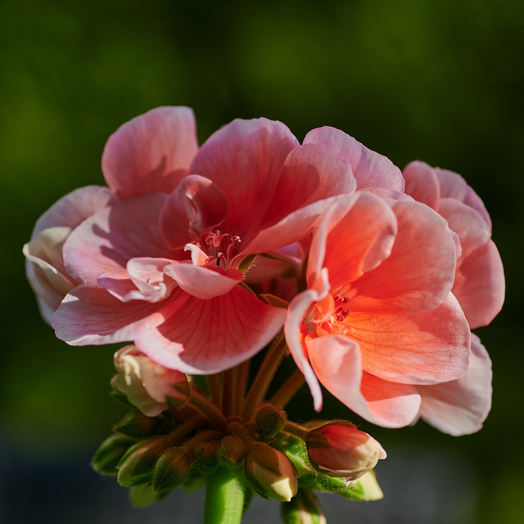 Pelargonien