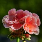 Pelargonien