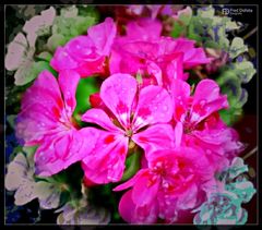 Pelargonien