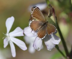 Pelargonien-Bläuling