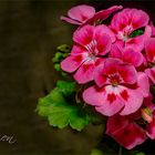 ** Pelargonien **