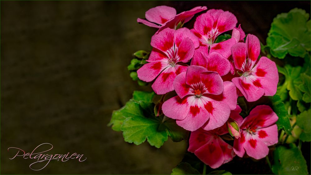 ** Pelargonien **