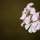 Pelargonien (Geranie)