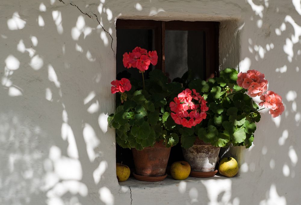 pelargonien mit äpfeln