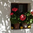 pelargonien mit äpfeln