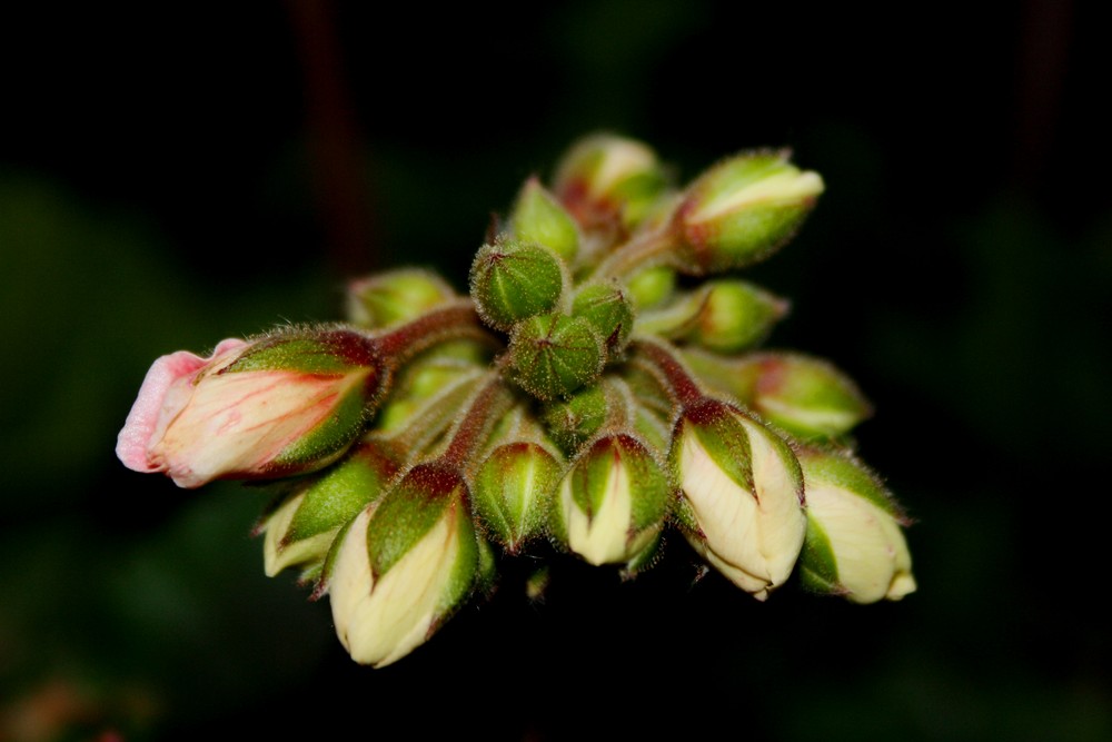 Pelargonienknospe