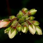 Pelargonienknospe