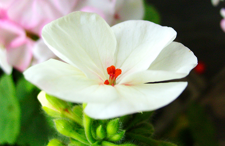 Pelargonio