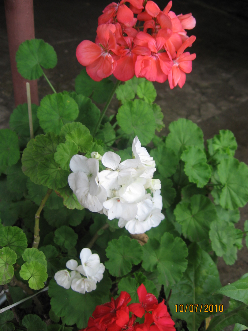 Pelargonium