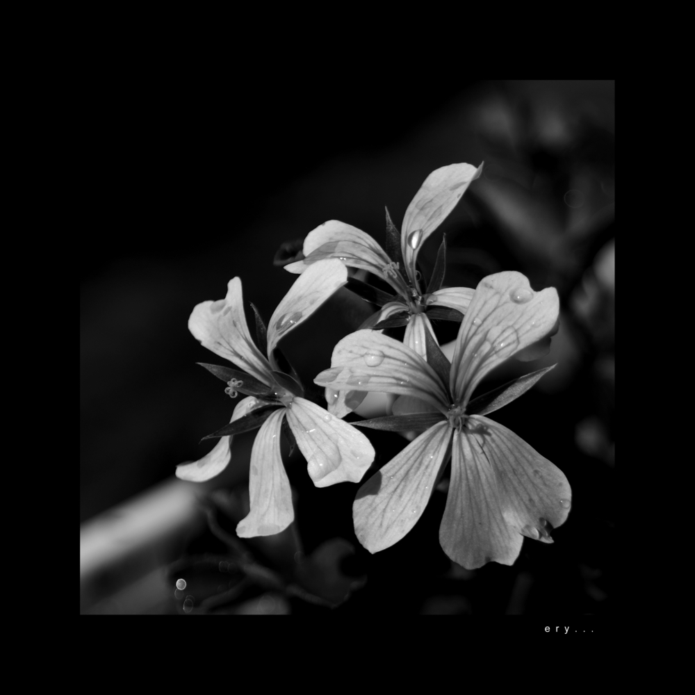 pelargonium #1