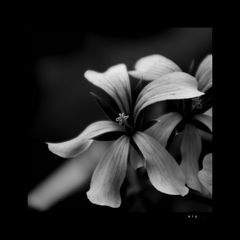 pelargonium #2