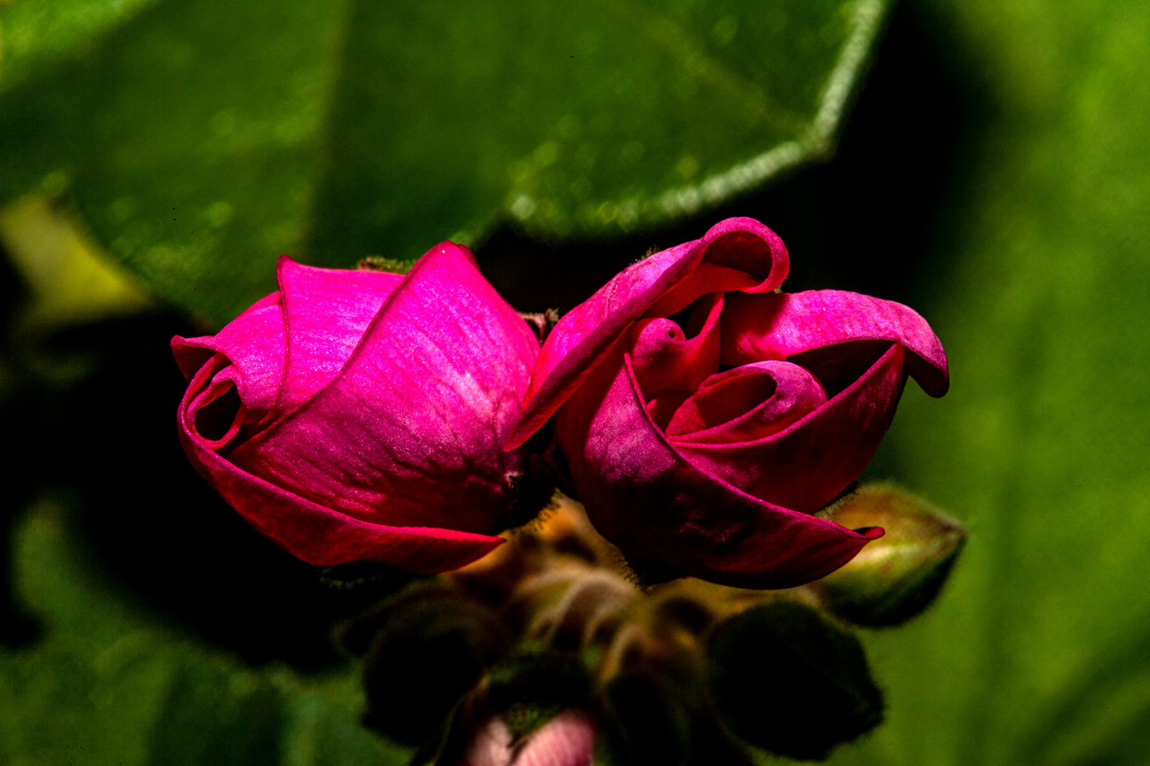 Pelargonium