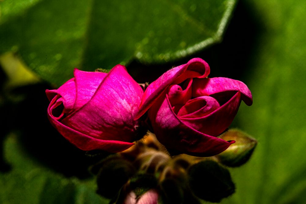 Pelargonium