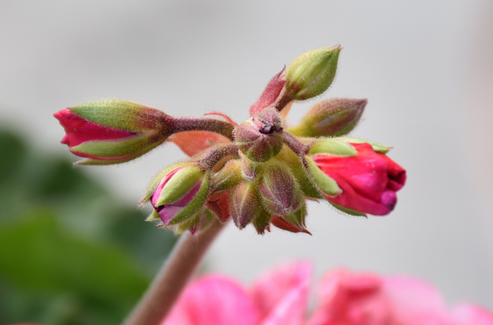 Pelargonium