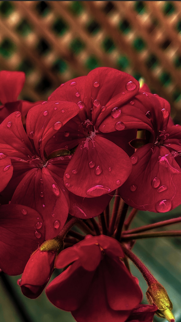 Pelargonium 