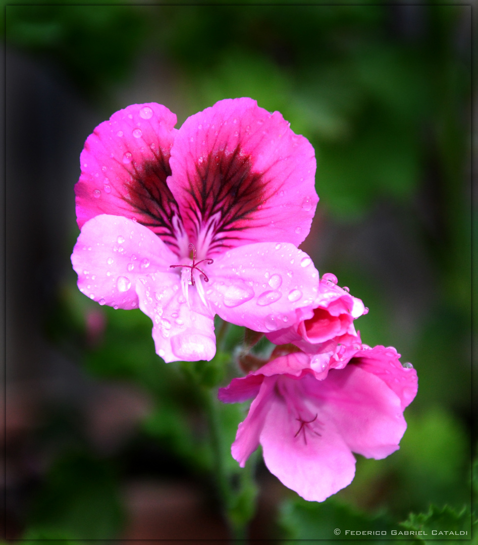 Pelargonium