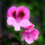 Pelargonium