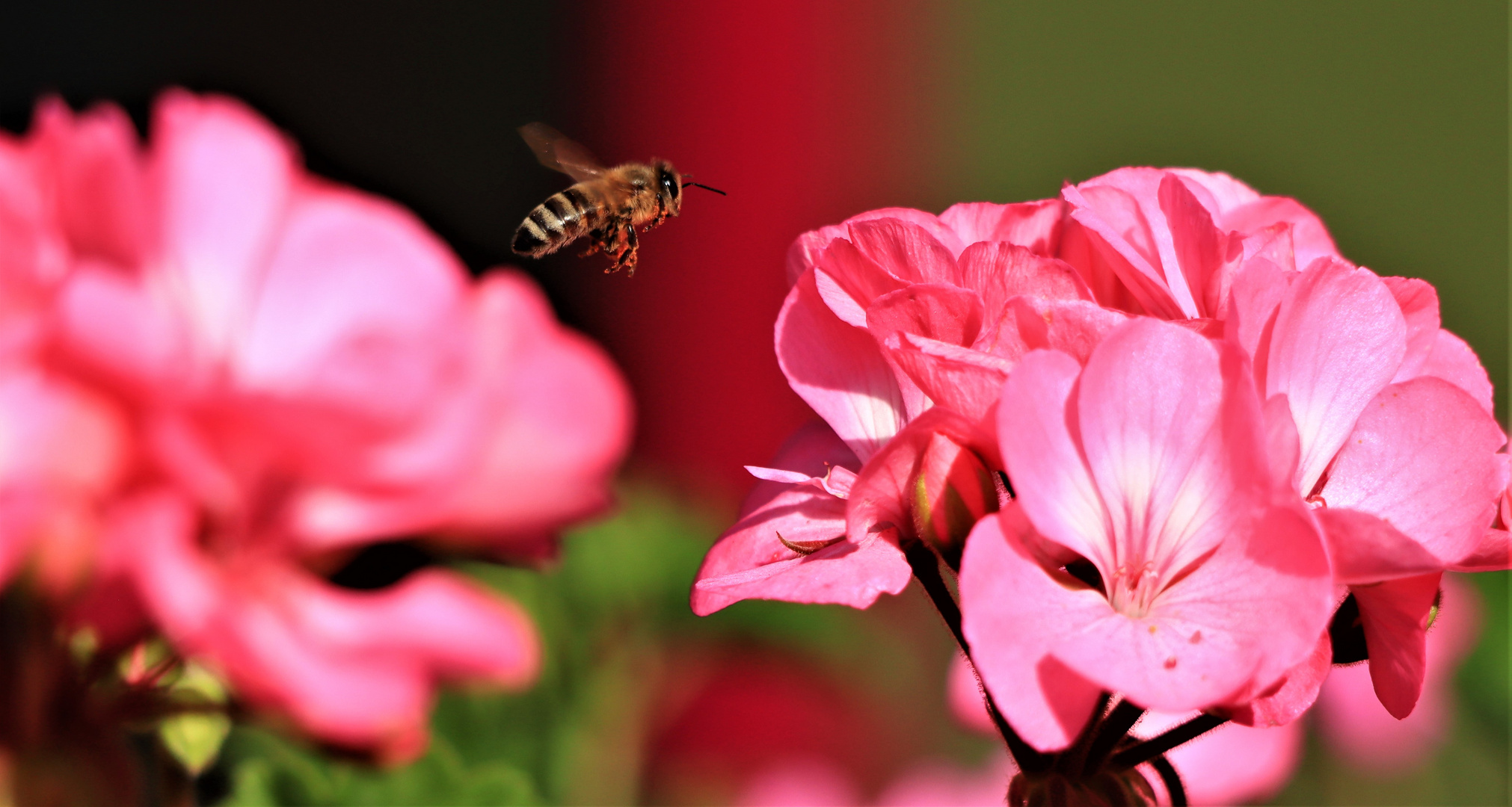 Pelargonium