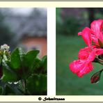 Pelargonium