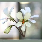 Pelargonium barklyi