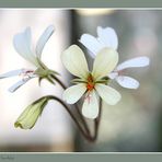 Pelargonium barklyi