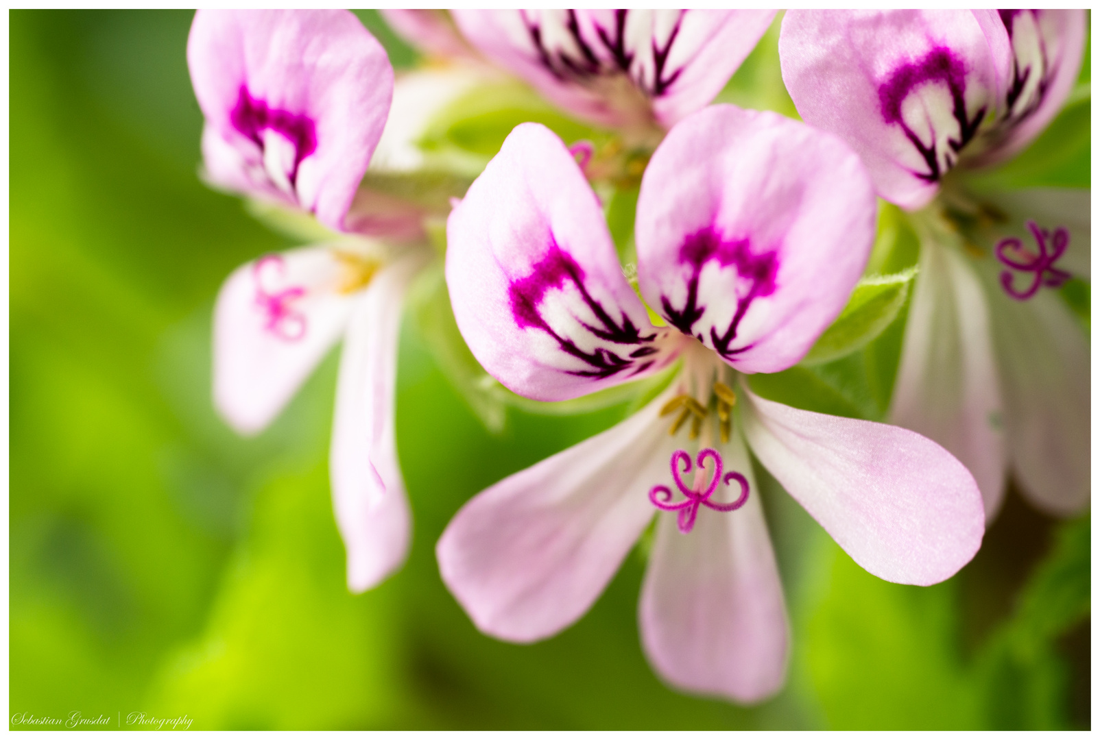 Pelargonium capitatum “Pink Capitatum“