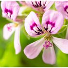 Pelargonium capitatum “Pink Capitatum“
