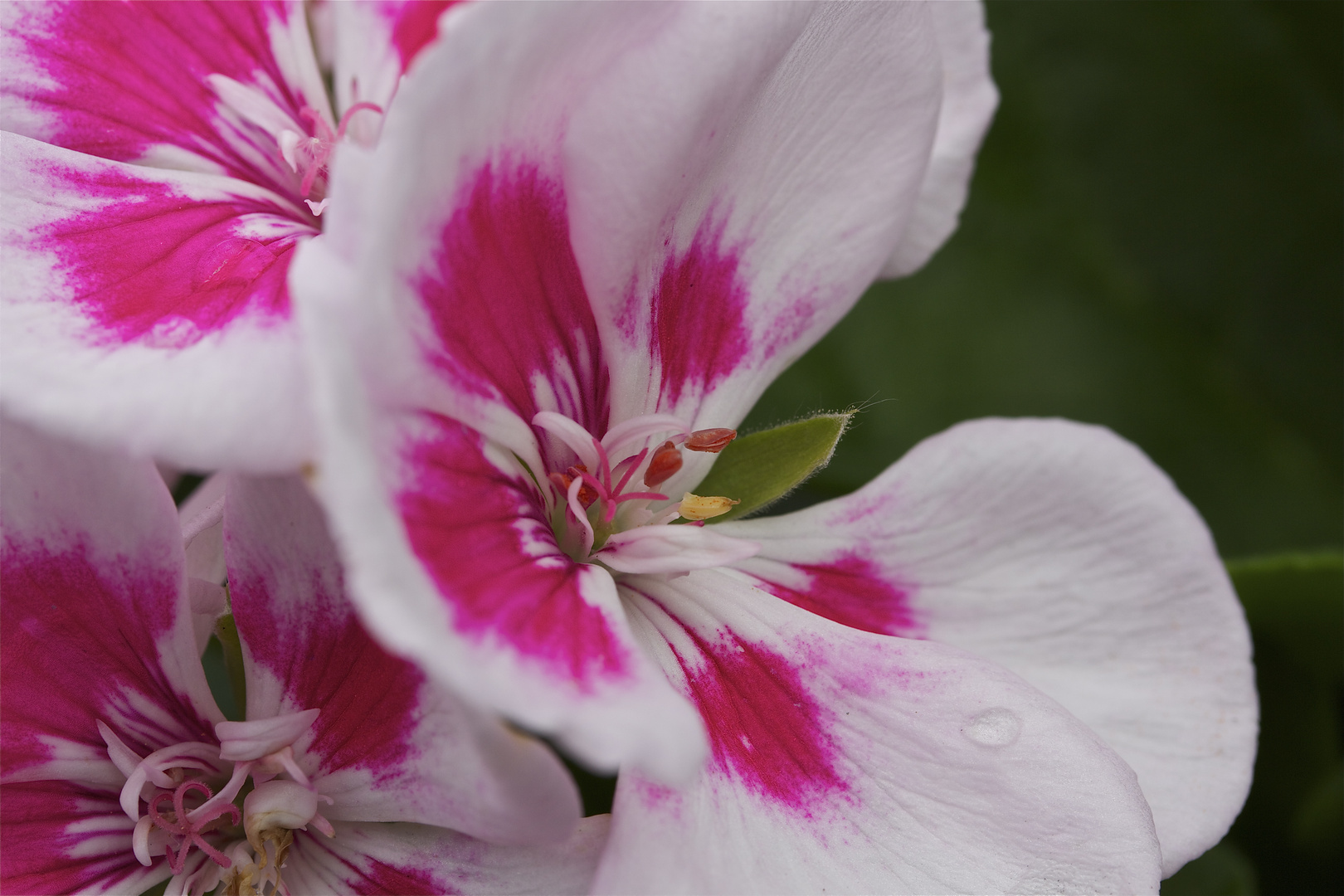 Pelargonium crispum