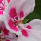 Pelargonium crispum