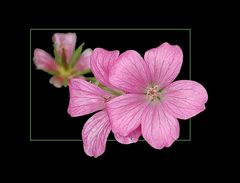 Pelargonium