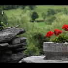 Pelargonium