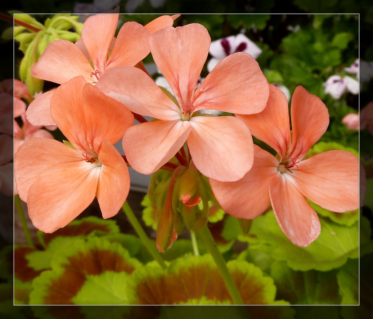 #...Pelargonium Frank Haedley...#