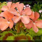 #...Pelargonium Frank Haedley...#