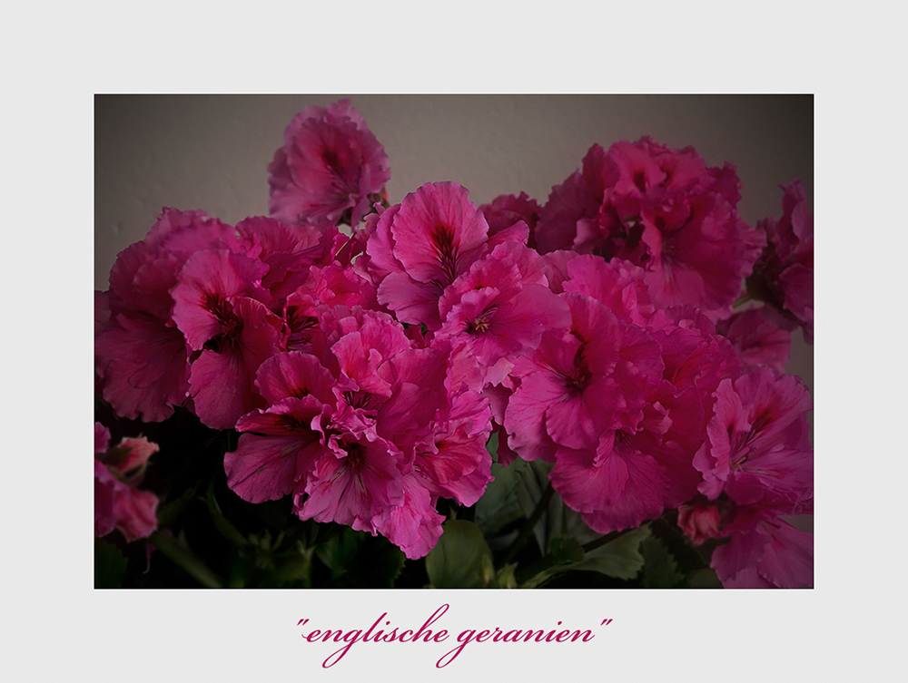 Pelargonium grandiflorum-Hybride