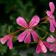 Pelargonium graveolens