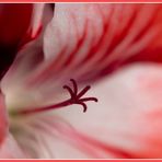 Pelargonium graveolens