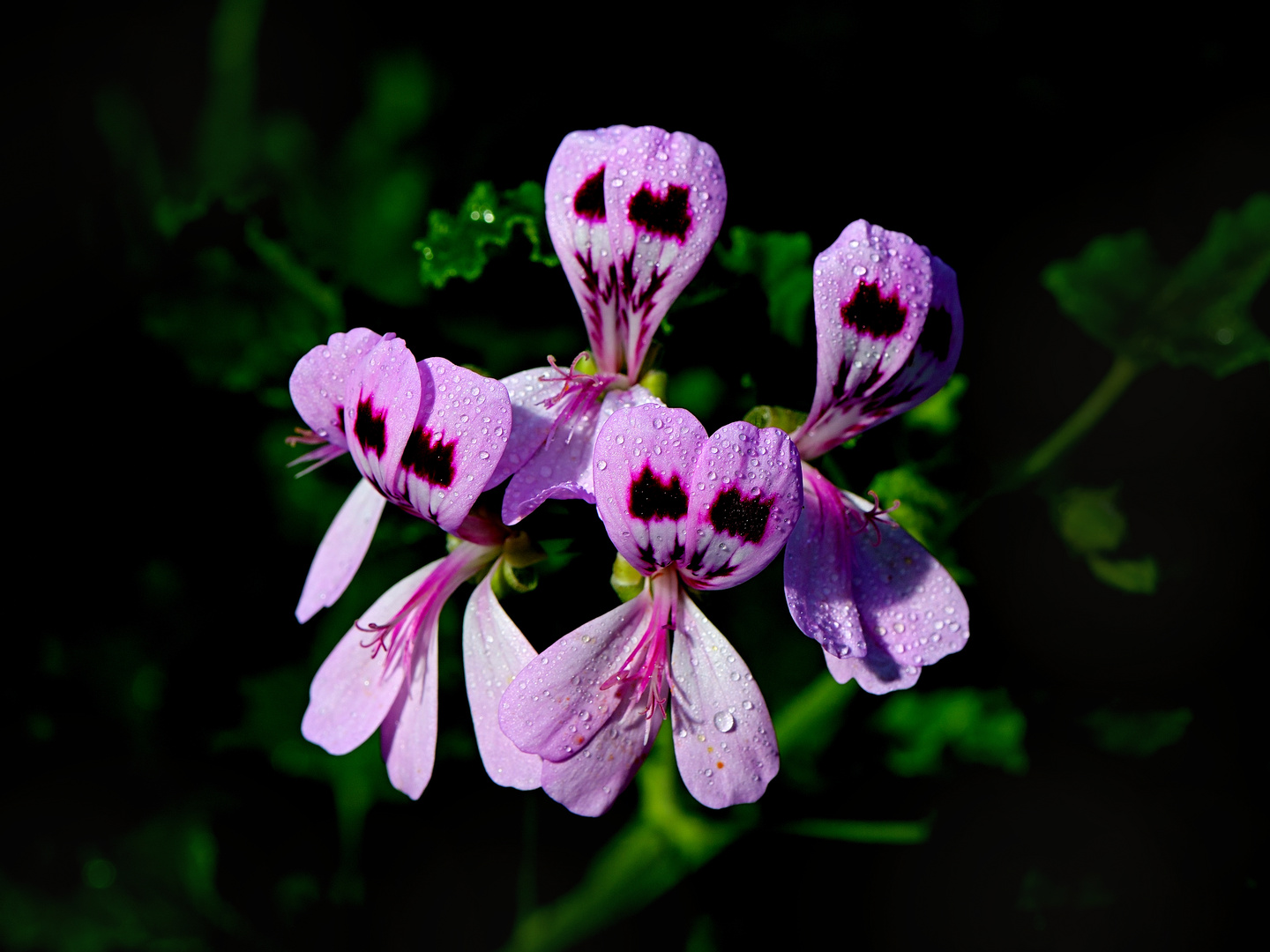 Pelargonium Hybride - Eichenblättrige Duftpelargonie