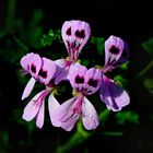 Pelargonium Hybride - Eichenblättrige Duftpelargonie